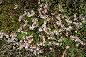 English Stonecrop: Sedum anglicum