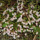 Sedum anglicum