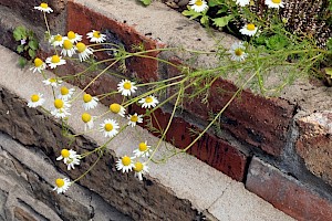 Scented Mayweed: Matricaria chamomilla