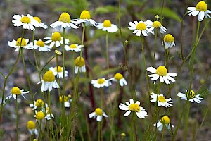 Scented Mayweed: Matricaria chamomilla