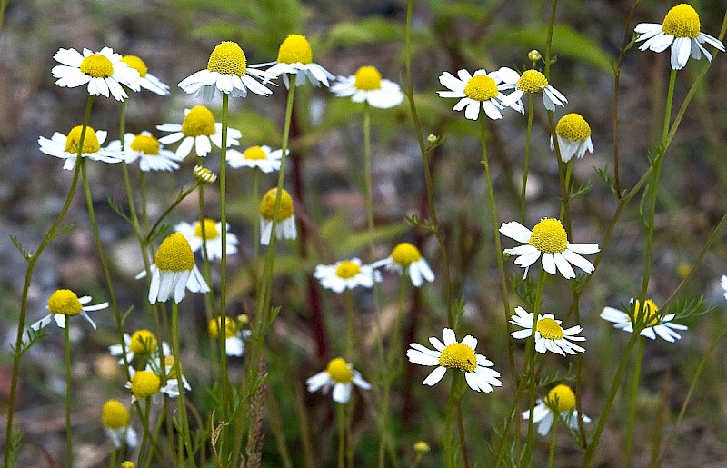 Matricaria chamomilla - © Charles Hipkin