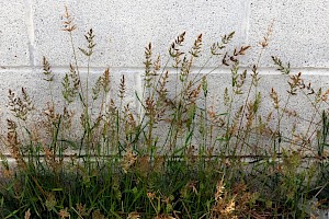 Water Bent: Polypogon viridis