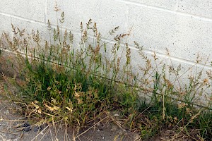 Water Bent: Polypogon viridis