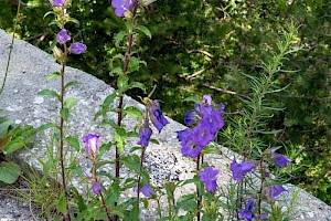 Campanula medium Canterbury-bells