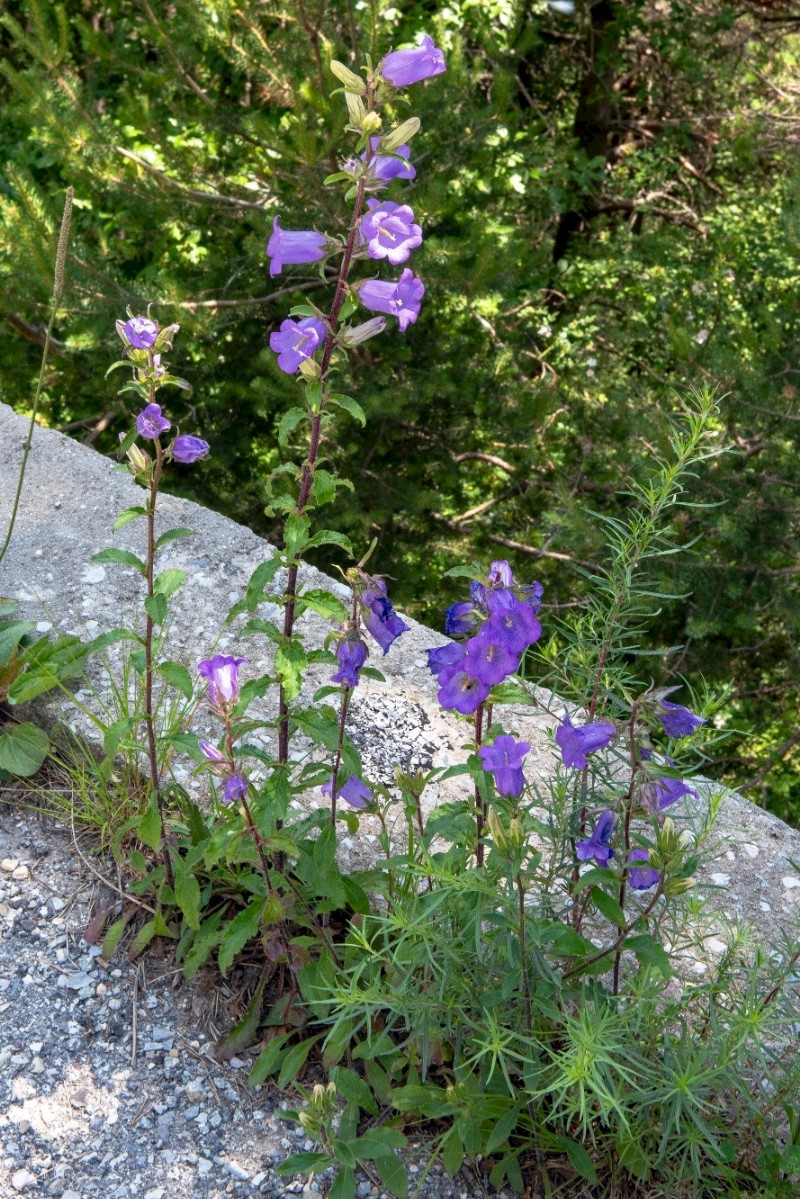 Campanula medium - © Charles Hipkin