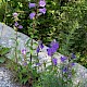 Campanula medium