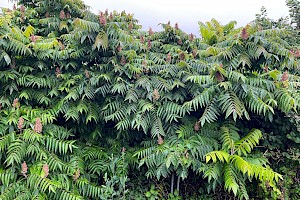 Anacardiaceae