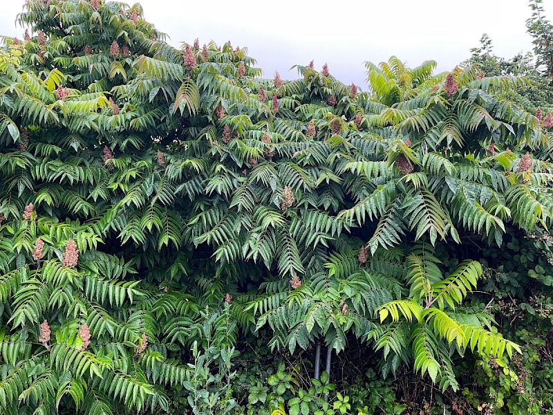 Rhus typhina