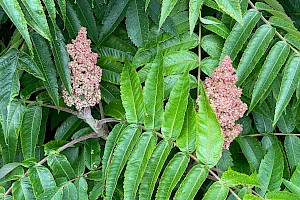 Stag's-horn Sumach: Rhus typhina