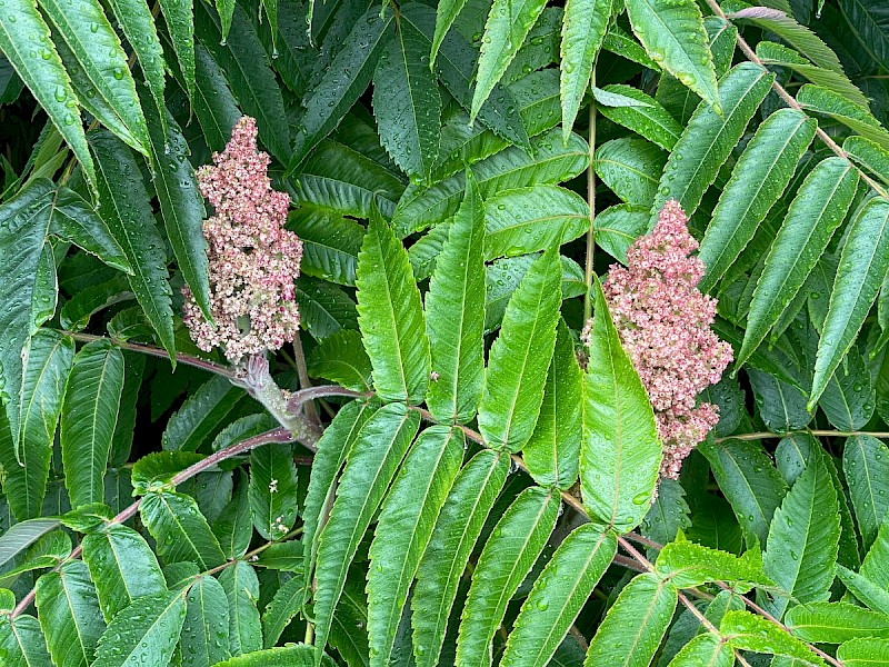 Rhus typhina - © Charles Hipkin