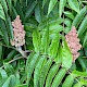 Rhus typhina