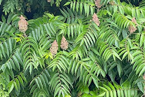 Stag's-horn Sumach: Rhus typhina