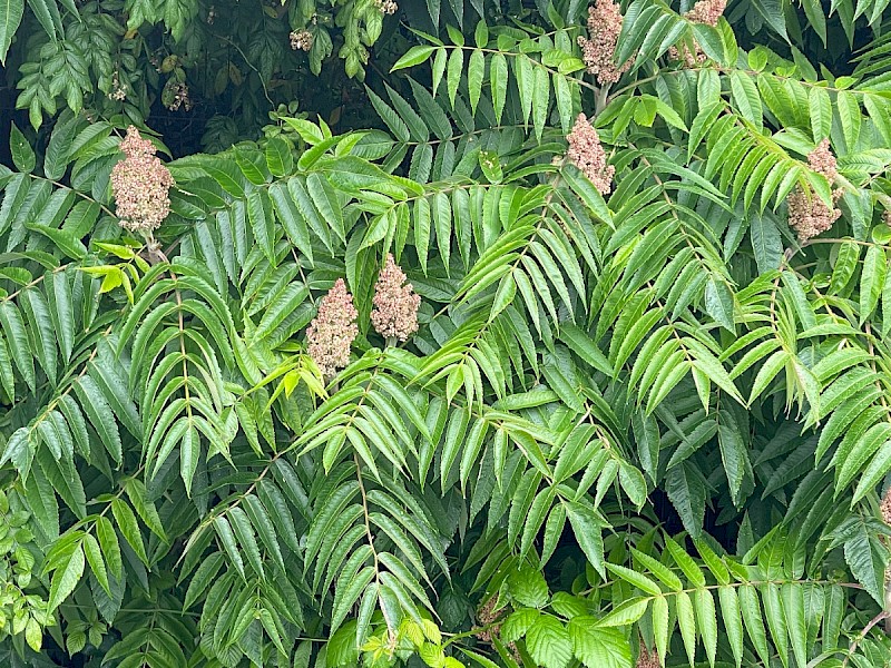 Rhus typhina - © Charles Hipkin