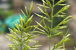 Fern-grass: Catapodium rigidum