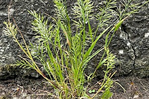 Fern-grass: Catapodium rigidum