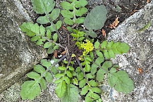 Northern Yellow-cress: Rorippa islandica