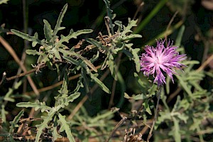 Rough Star-thistle: Centaurea aspera