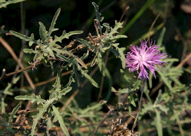 Centaurea aspera - © Barry Stewart