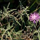 Centaurea aspera