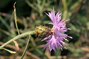 Rough Star-thistle: Centaurea aspera