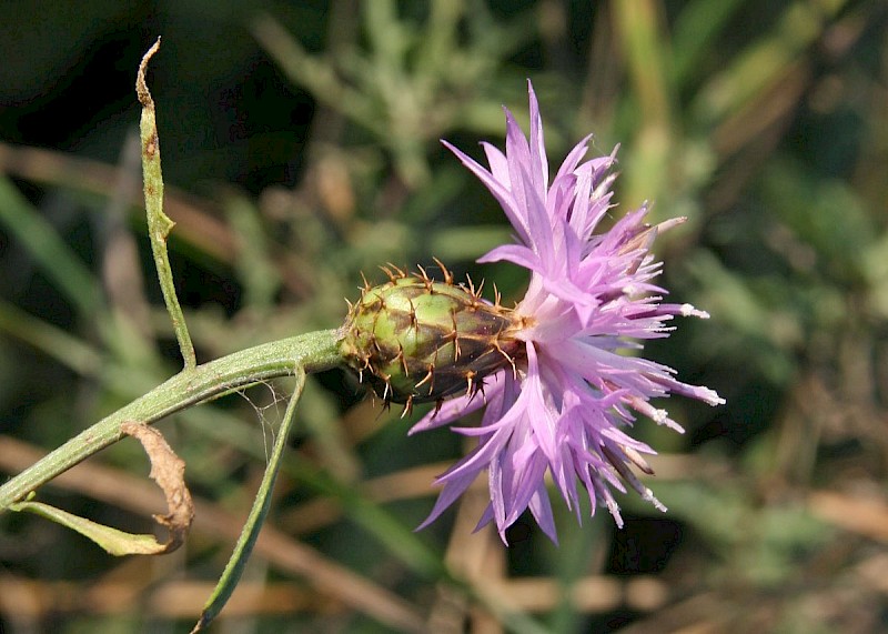 Centaurea aspera - © Barry Stewart