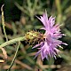 Centaurea aspera