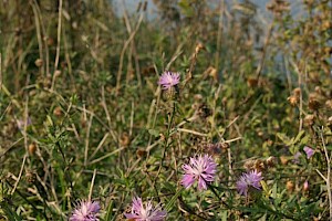 Rough Star-thistle: Centaurea aspera