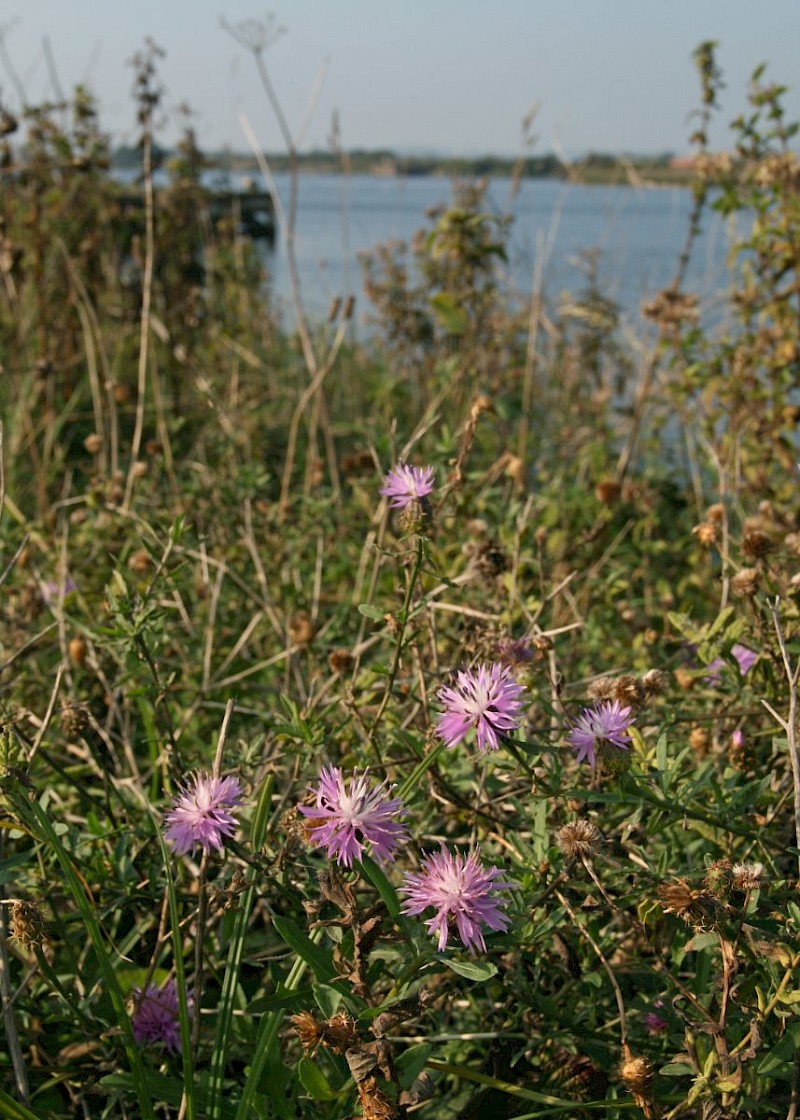 Centaurea aspera - © Barry Stewart