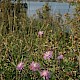 Centaurea aspera