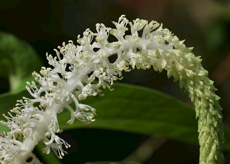 Saururus cernuus - © Barry Stewart