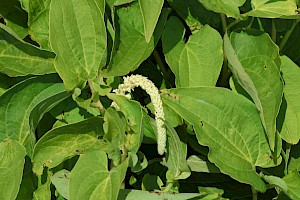 Lizard's Tail: Saururus cernuus