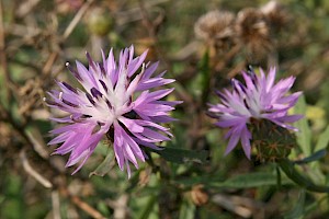 Rough Star-thistle: Centaurea aspera