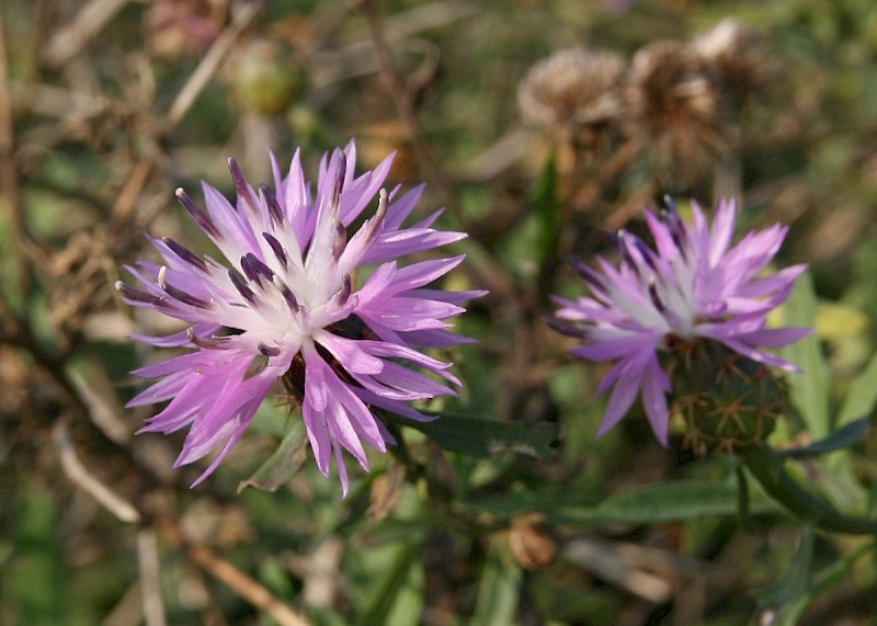 Centaurea aspera - © Barry Stewart