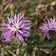 Centaurea aspera