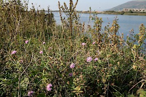 Rough Star-thistle: Centaurea aspera