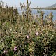 Centaurea aspera