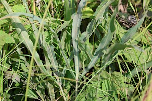 Longleaf: Falcaria vulgaris