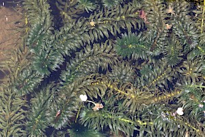 Egeria densa Large-flowered Waterweed