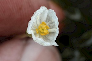 Large-flowered Waterweed: Egeria densa