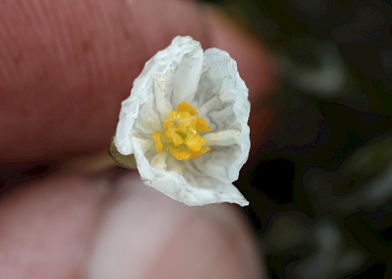 Egeria densa - © Barry Stewart