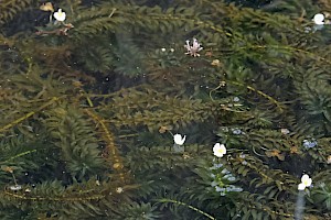 Large-flowered Waterweed: Egeria densa