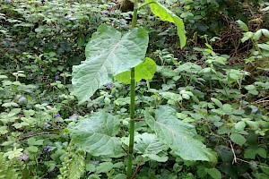 Fallopia sachalinensis Giant Knotweed