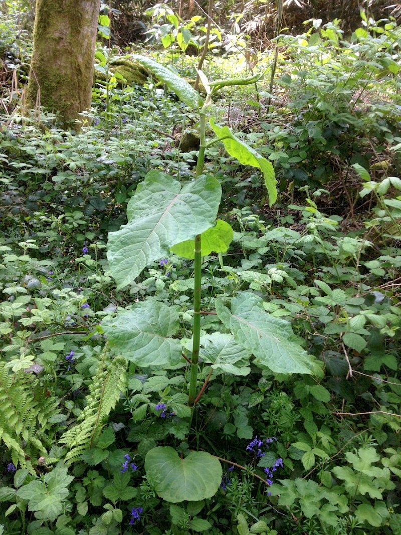 Fallopia sachalinensis - © Barry Stewart