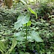 Fallopia sachalinensis