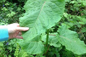 Giant Knotweed: Fallopia sachalinensis