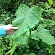 Fallopia sachalinensis