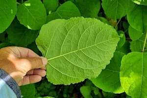 Bohemian Knotweed (F. japonica x sachalinensis): Fallopia x bohemica