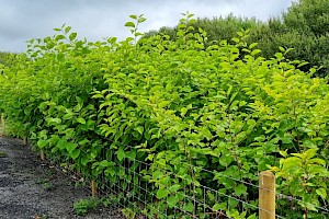 Bohemian Knotweed (F. japonica x sachalinensis): Fallopia x bohemica