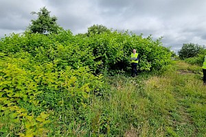 Bohemian Knotweed (F. japonica x sachalinensis): Fallopia x bohemica