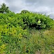 Fallopia x bohemica